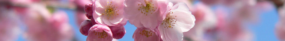 Holly Witteman random header image